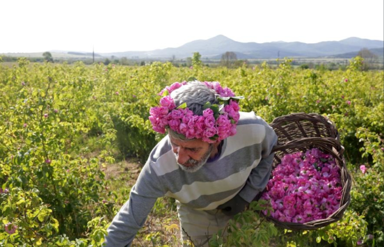 Biến đổi khí hậu làm thay đổi tập quán canh tác hoa hồng Bulgaria (01/06/2024)